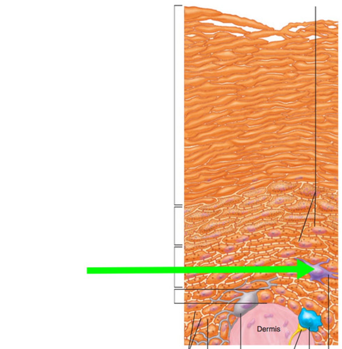 <p>Identify cell</p>