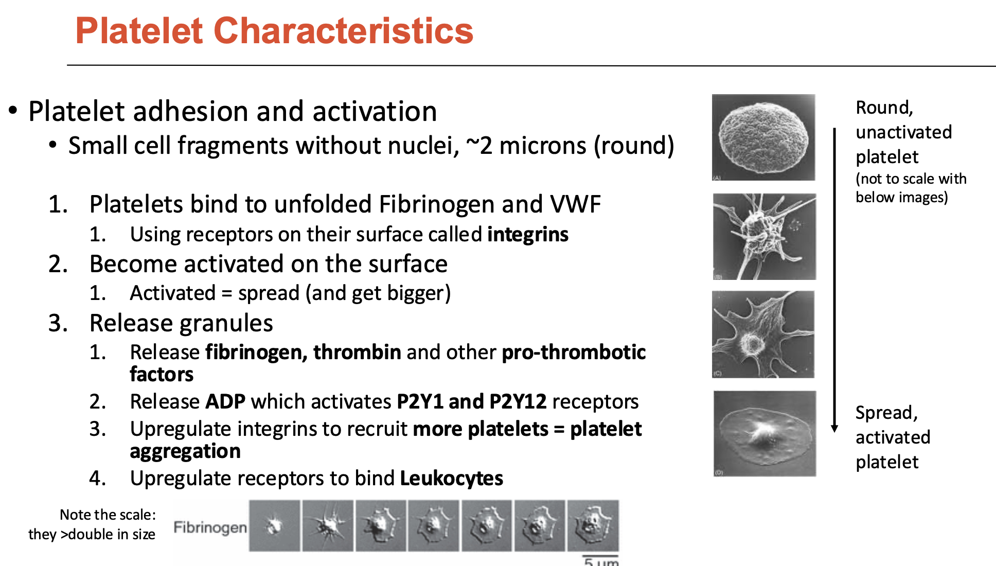 <ol><li><p>Platelets bind to unfolded fibrinogen and vWF</p><ul><li><p>uses surface receptors called <strong>integrins</strong></p></li></ul></li><li><p>Become activated on the surface</p><ul><li><p>activated = spread (and get bigger)</p></li></ul></li><li><p>Release granules</p><ul><li><p>release fibrinogen, thrombin, and other pro-thrombotic factors</p></li><li><p>release ADP → activates P2Y1 and P2Y12 receptors</p></li><li><p>upregulate integrins to recruit more platelets = <strong>platelet aggregation</strong></p></li><li><p>upregulate receptors to bind leukocytes</p></li></ul></li></ol><p></p>