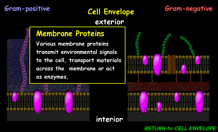 <p><span><span>transports molecules across the cell membrane, act as receptors for signals, facilitates enzymatic activity, and helps with cell to cell recognition and adhesion</span></span></p>