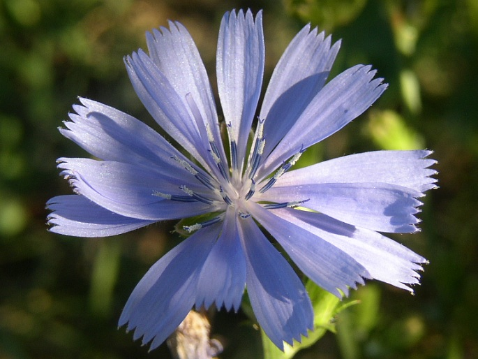 <p><em>Asteraceae -</em> hvězdnicovité</p><p><em>Cichorium intybus -</em> čekanka obecná</p>