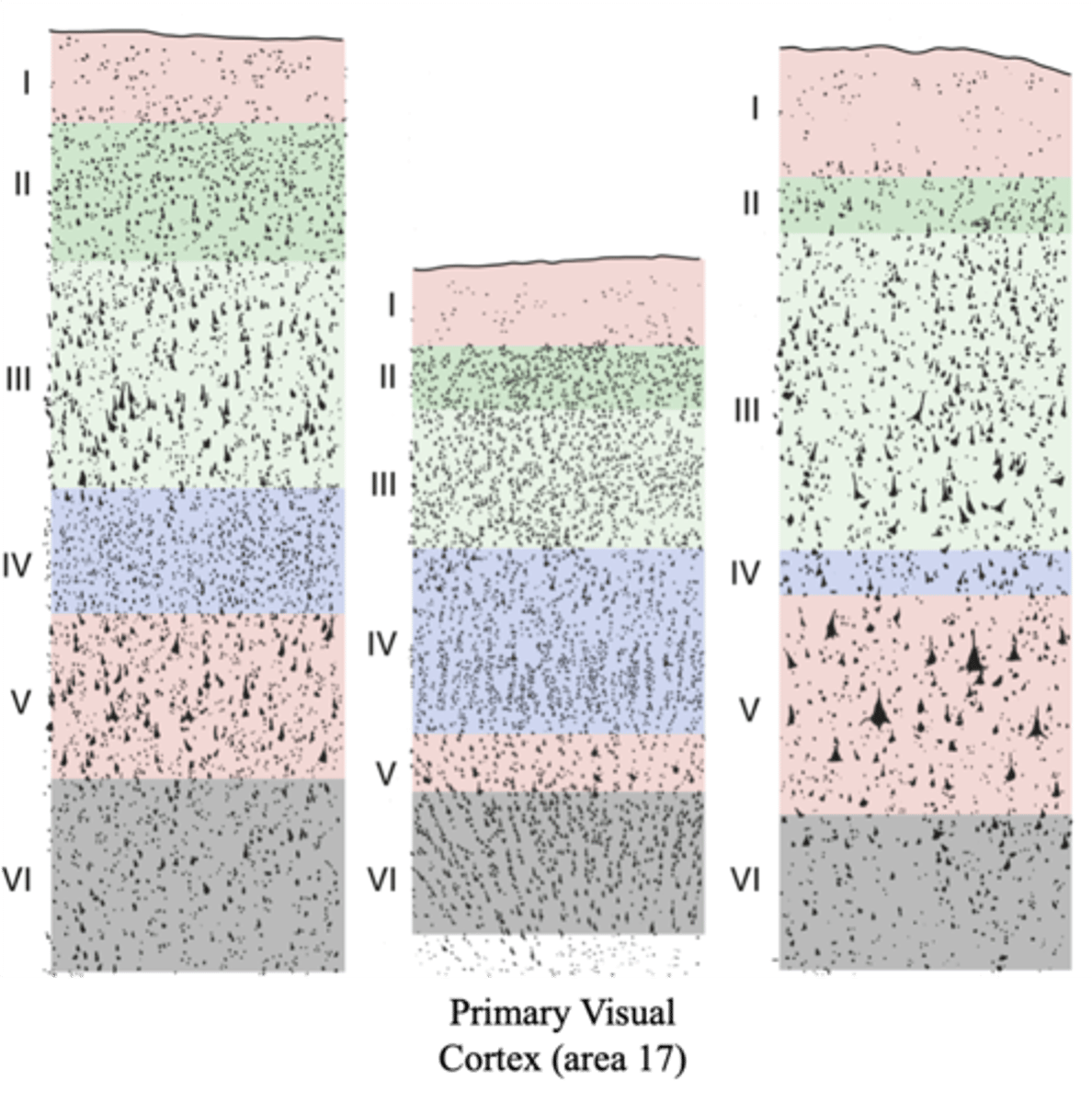 <p>inner granular layer</p>