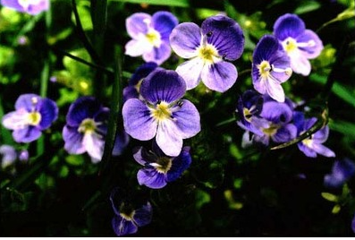 <p><span>What is the most likely pollinator of a large, bright blue flower, sweet smelling, with yellow spots&nbsp;leading to the center, that is held horizontally from the stem?</span></p><ol><li><p>Beetles</p></li><li><p>Flies</p></li><li><p>Wind</p></li><li><p>Bees</p></li><li><p>Butterflies</p></li></ol>