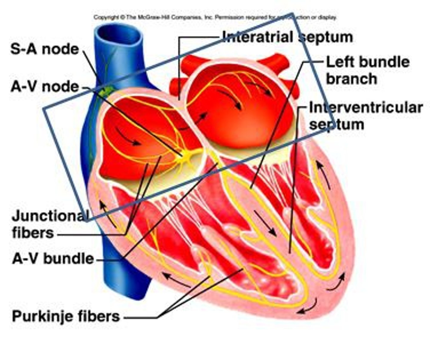 <p>What does the atrial syncytium constitute? </p>