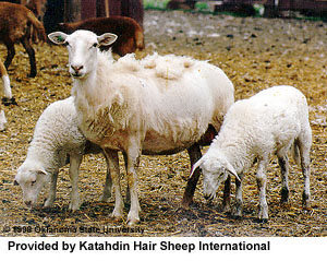 <p>true hair sheep</p>