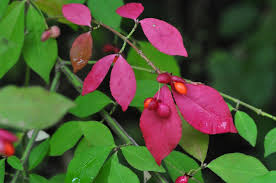 <p><span>Deciduous shrub with green leaves that turn bright red in fall and distinctive winged stems. Used ornamentally.</span></p>