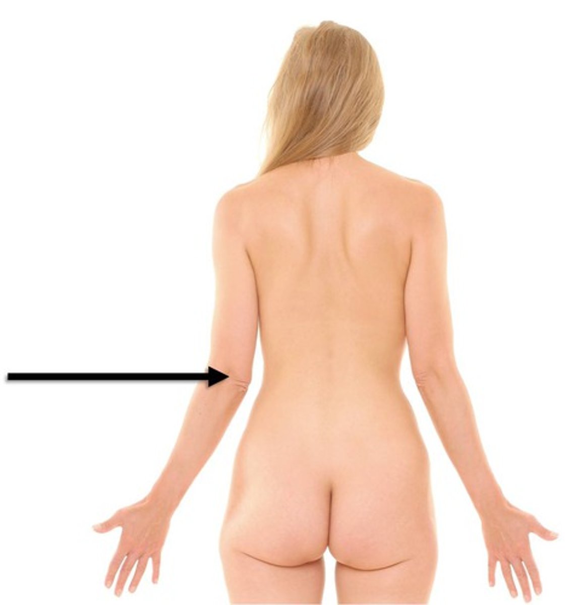 <p>Back of elbow</p>