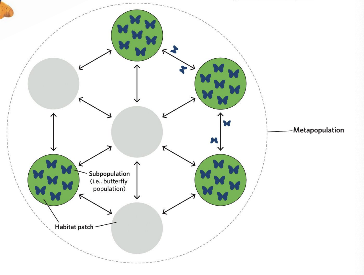 <ul><li><p>habitat occurs in discrete patches </p></li><li><p>all populations have a substancial risk of extinction </p></li><li><p>dispersal occurs among all patches </p></li><li><p>patch dynamics are asynchronous </p></li><li><p>ignore populatoin dynamics within a patch </p></li></ul><p></p><p></p><p></p>