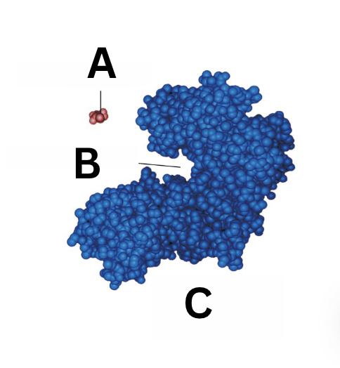 <p>what is A</p>
