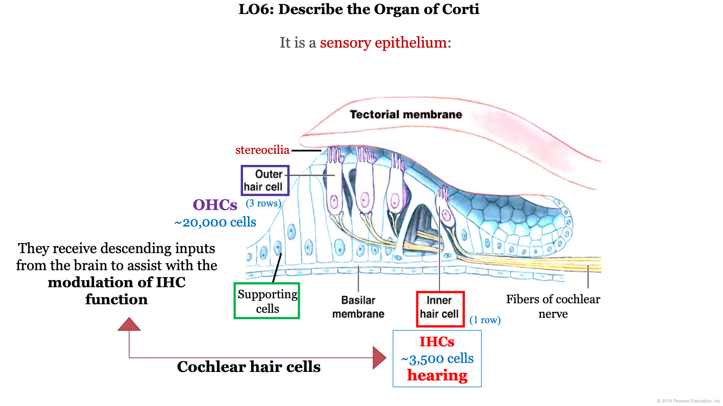 no so this organ can't be regenerated