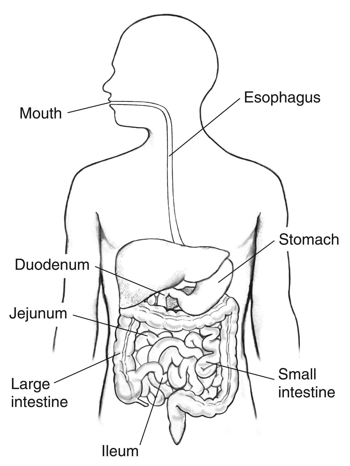 <p>Middle Section of the Small Intestine</p>