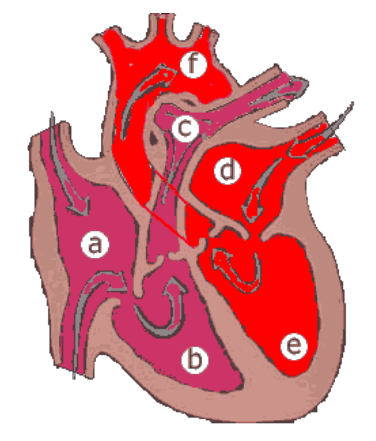 <p><span><strong><span>3. a) Beschriften Sie die Abbildung zur Herzanatomie (a-f)</span></strong></span></p><p><span><strong><span>b) Ergänzen Sie die Abbildung mit den folgenden Begriffen: Lungenvene, Herzscheidewand,</span></strong></span></p><p><span><strong><span>Hohlvene, Segelklappe, Taschenklappe. Wo befindet sich der Sinusknoten in etwa, und was ist</span></strong></span></p><p><span><strong><span>seine Funktion?</span></strong></span></p>