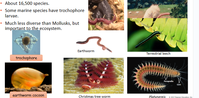 <p>lophototrochozoa, segmented worms, metamerism (external and internal features are repeated), soft body (true coleom acts as hydrostatic skeleton, well developed organ system, closed circulatory system, gas exchange through moist body surface</p>
