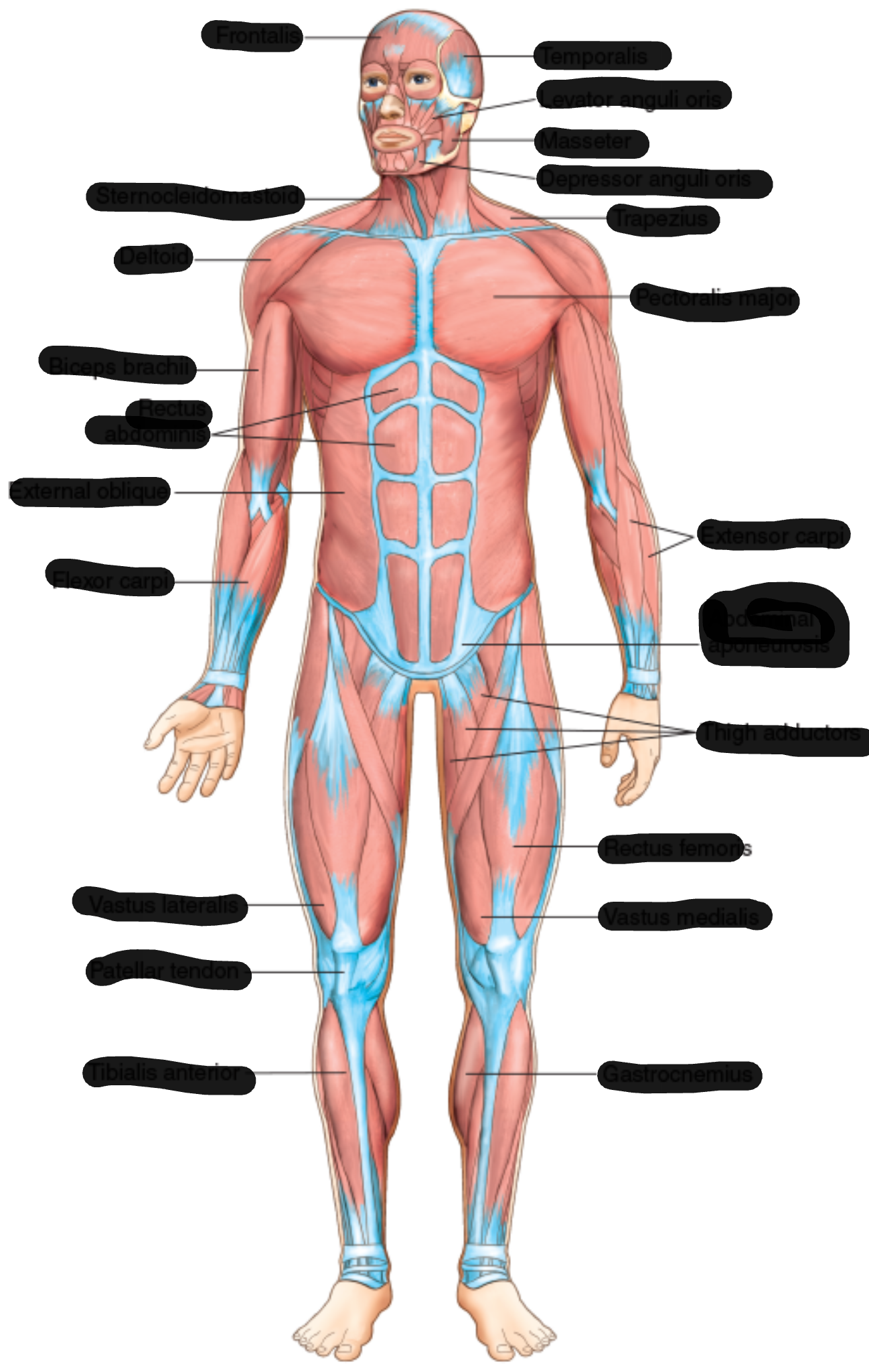 <p>Muscles of the Front </p>