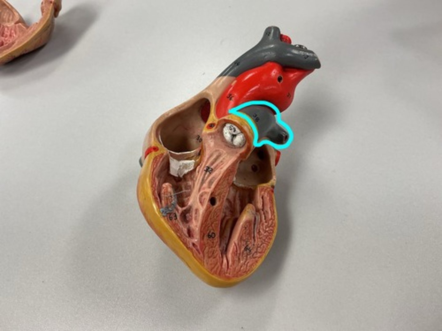 knowt flashcard image