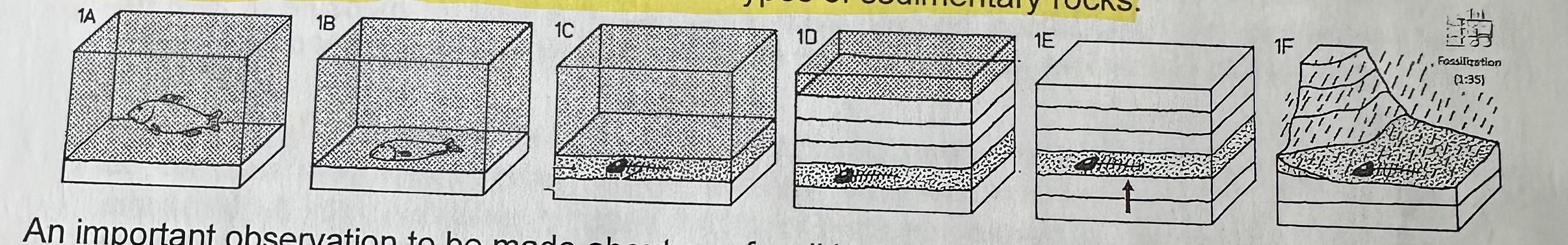 <p>all or part an organism is <strong>buried before it can be eaten or decompose</strong>.</p>