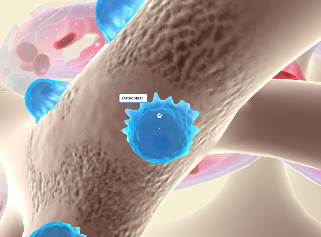 A bone-forming cell.   

\
Function: Osteoblasts are bone-forming cells responsible for synthesizing and secreting the organic matrix of bone tissue, primarily composed of collagen. They play a crucial role in bone formation and mineralization, helping to build and strengthen bones.