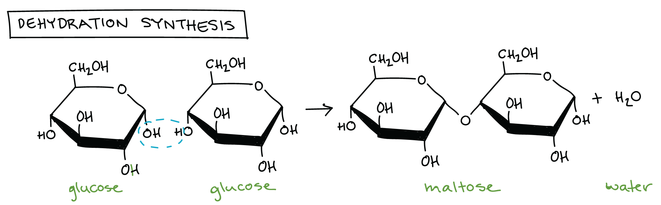 <p>WATER is REMOVED from the chemical reaction, which then allows monomers to bond</p>