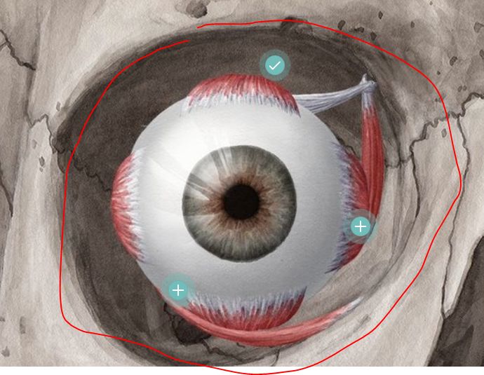 <p>eye socket</p>