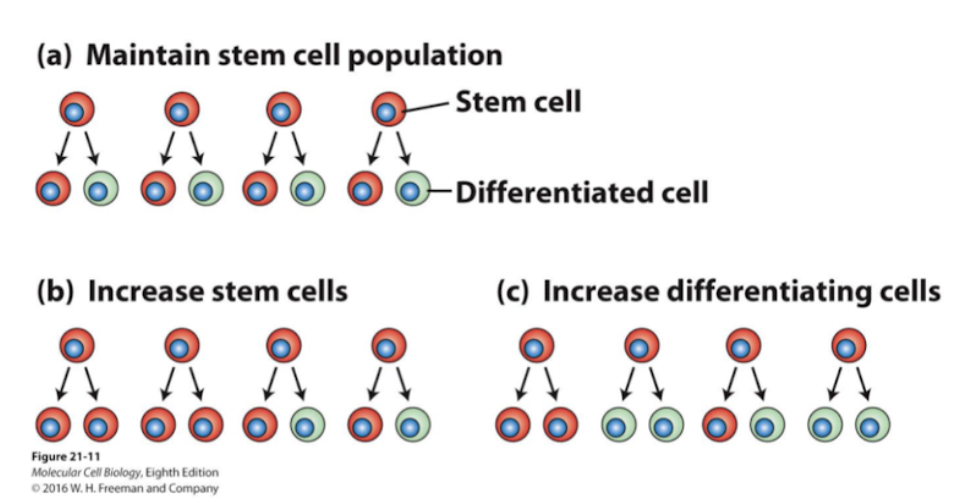 <p>maintenence of tissues as well as repair after injury</p>