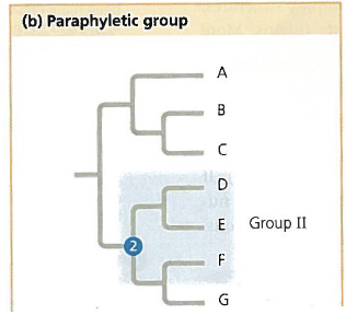paraphyletic group 