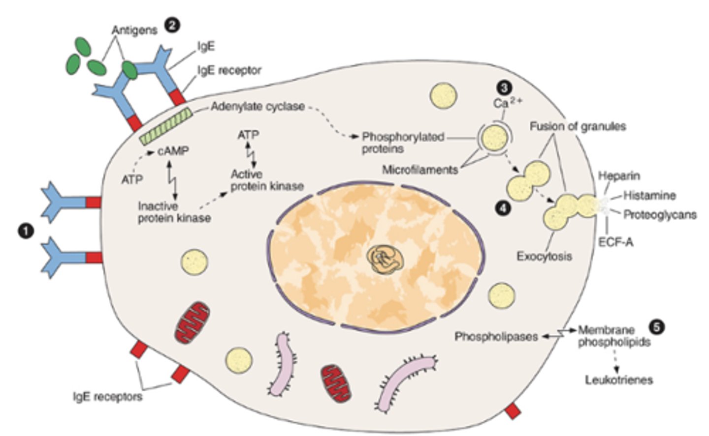 <p>What intracellular processes are activated after IgE receptor cross-linking in mast cell-mediated hypersensitivity?</p>