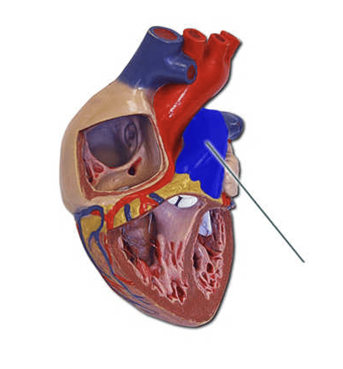 <p>Identify the highlighted structure.</p>