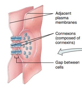 <p>these junctions’ plasma membranes are separated by a narrow intercellcular gap - connexons serve as tiny tunnels which allow diffusion of small particles from the cytosol of one cell to another</p>