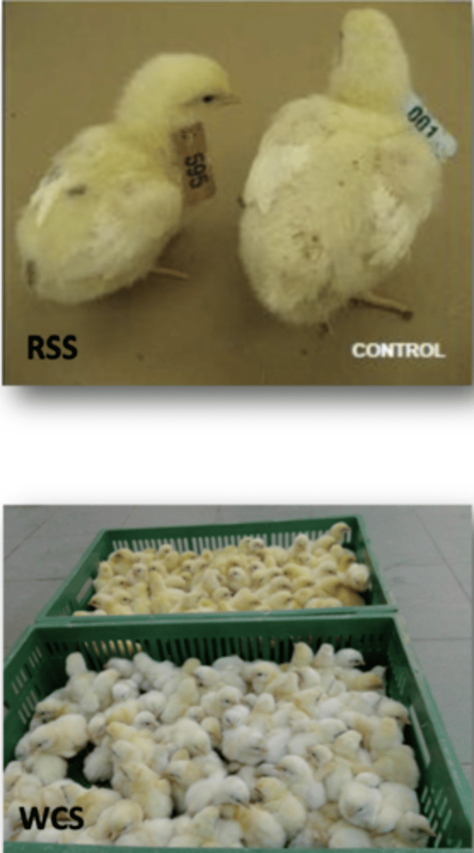 <p><strong>1. </strong>Diarhoea, poor weight gain, mortality</p><p><strong>2. </strong>Embryo mortality, weakness, White chicks</p>