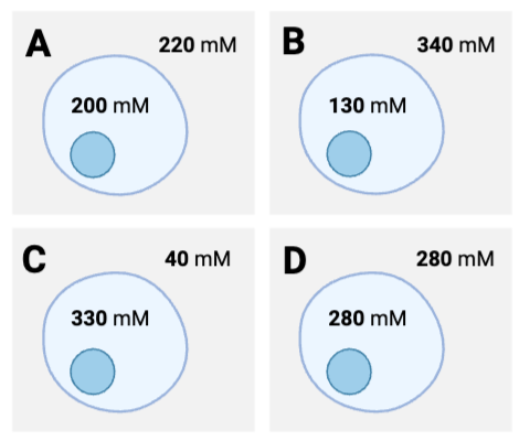 <p>Which cells will experience the greatest net diffusion of water from inside to outside?</p><ul><li><p><span>a. Cell <strong>A</strong></span></p><p></p></li><li><p><span>b. Cell <strong>B</strong></span></p><p><span>c. Cell <strong>C</strong></span></p><p></p></li><li><p><span>d. Cell <strong>D</strong></span></p></li></ul><p></p>