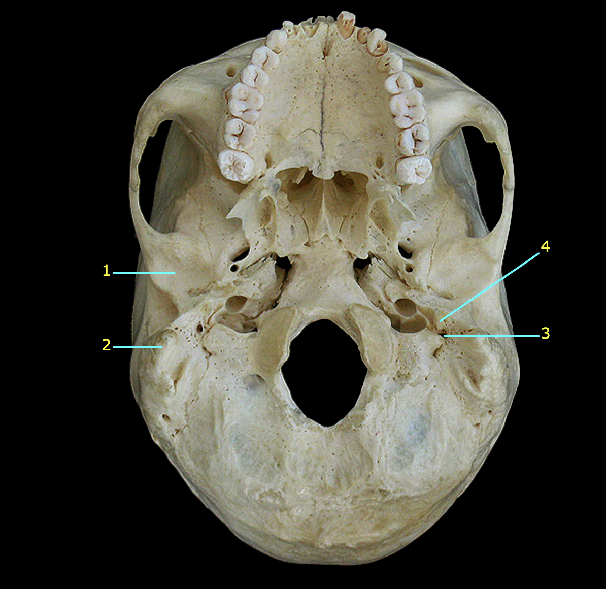 What structure is labeled 3? 