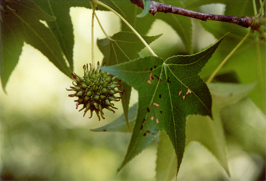 <p>Sweetgum</p>