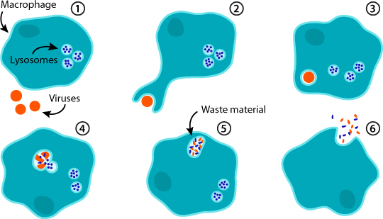 <p>macrophage </p>