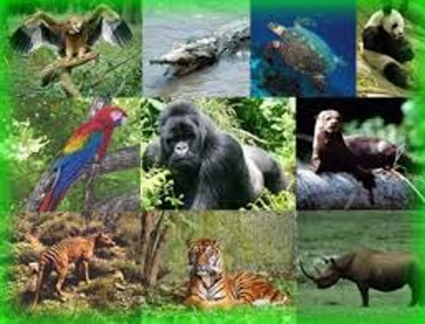 <p>danger (endangered)</p>
