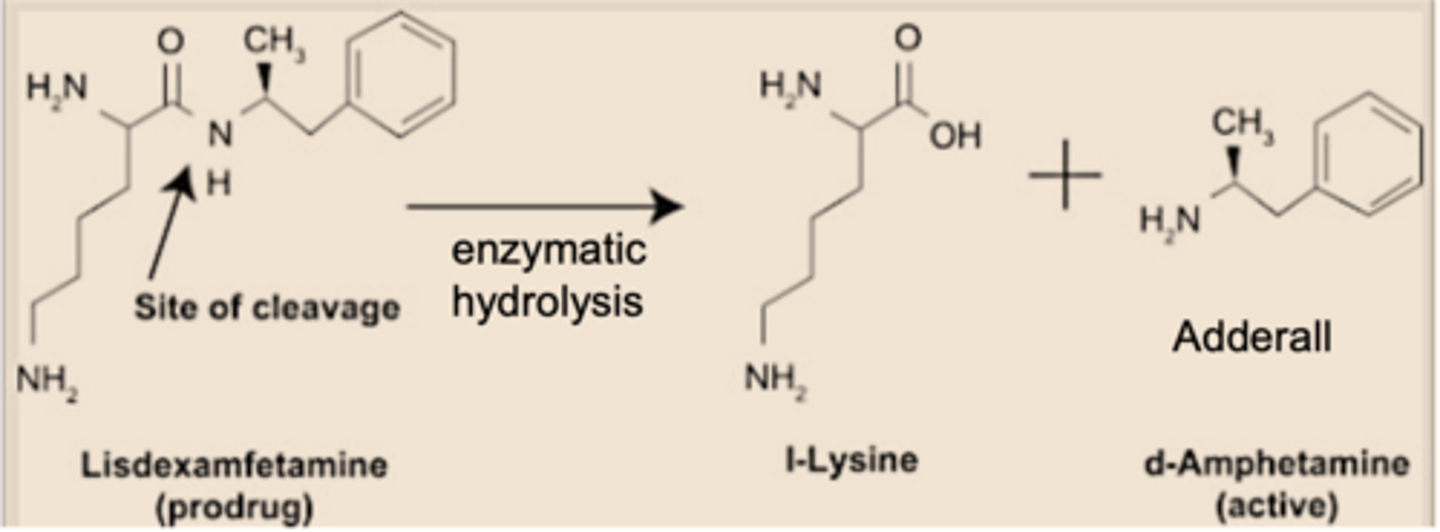 <p>Hydrolysis by an aminopeptidase.</p><p>Lisdexamphetmaine has an amide bond and therefore can be broken down by peptidases</p><p>This produces D-amphetamine and L-lysine.</p>