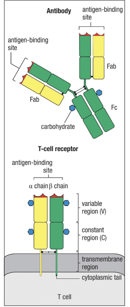 <p><span><span>Polypeptides containing linked chains:</span></span></p><ul><li><p><span><span>TCR resembles a membrane bound Fab made up of TCR⍺ and TCRβ (or TCRɣ and TCRδ)</span></span></p></li><li><p><span><strong><span>Variable regions</span></strong><span> – recognize antigens</span></span></p></li><li><p><span><strong><span>Constant regions</span></strong><span> – structure and function</span></span></p></li></ul><p><span><span>Both undergo RAG-dependent </span><strong><span>somatic gene recombination</span></strong><span> to generate variable region</span></span></p>
