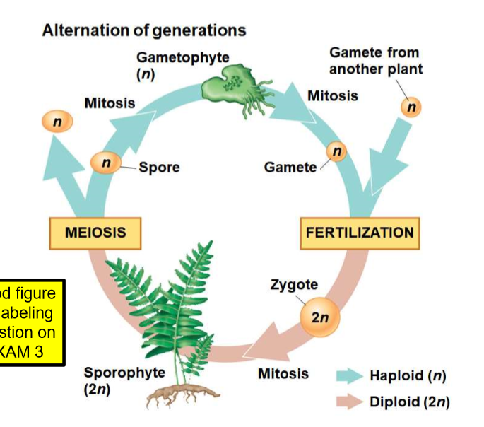 <p>meiosis, fertilization, spore, gametophyte, mitosis, gamete from another plant, spore, gamete, fertilization, zygote, mitosis, sporophyte</p>