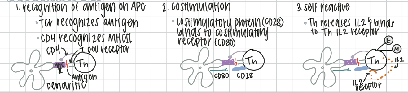 <ol><li><p>Recognition of antigen on the APC (dendritic). Th CD4 recognizes MHCII on APC and antigen </p></li><li><p>Costimulatory protein CD28 from Th binds with costimulatory receptor CD80 on APC.</p></li><li><p>Th releases IL2 and binds to their own Th IL2 receptor. Th can now proliferate into effector/ plamsa or memory Th cells.</p></li></ol><p></p>