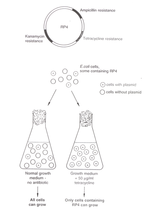 <p>A <span style="color: red"><strong>selectable marker</strong></span> is a gene included in a plasmid or vector that enables the identification of cells that have successfully taken up the plasmid by providing resistance to a specific selection pressure (usually an antibiotic).</p>