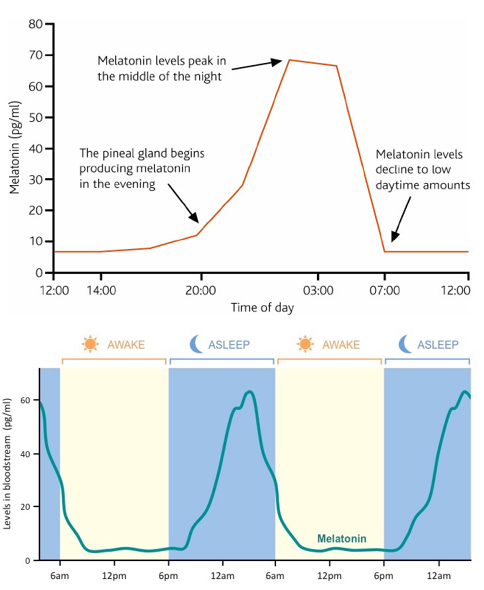 <p>Body normal physiolocal response to 24h day-night cycle </p><ul><li><p>driven by int circadian clock&nbsp;</p></li></ul><p></p><p>Melatonin</p><ul><li><p>hormone - produced by pineal gland wn brain</p></li><li><p>responsible for synchronising circadian rhythm&nbsp;</p><ul><li><p>Regulate body sleep schedule</p></li></ul></li><li><p>Synced by light and dark</p><ul><li><p>High secretion in dark → cause drowsiness + promotes sleep</p></li><li><p>Low secretion in light → promote waking up</p></li></ul></li><li><p>Effect:</p><ul><li><p>Reduce bp, urine production</p></li><li><p>Drop core body temp</p></li></ul></li></ul><p></p>