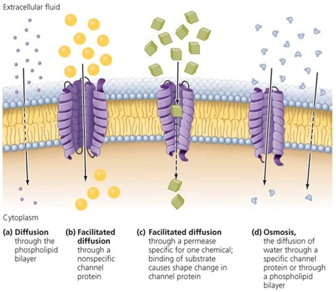 <p>Simple Diffusion, osmosis, facilitated diffusion</p>