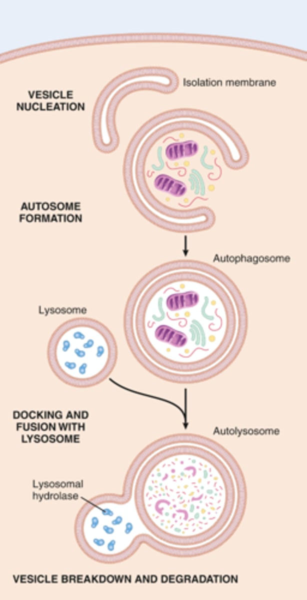 <p>autophagosome</p><p>- double-walled vesicle that is created in the cytoplasm</p><p>- encapsulates cytoplasmic cargoes (organelles, inclusions, etc.) and delivers them to the lysosome for degradation</p>