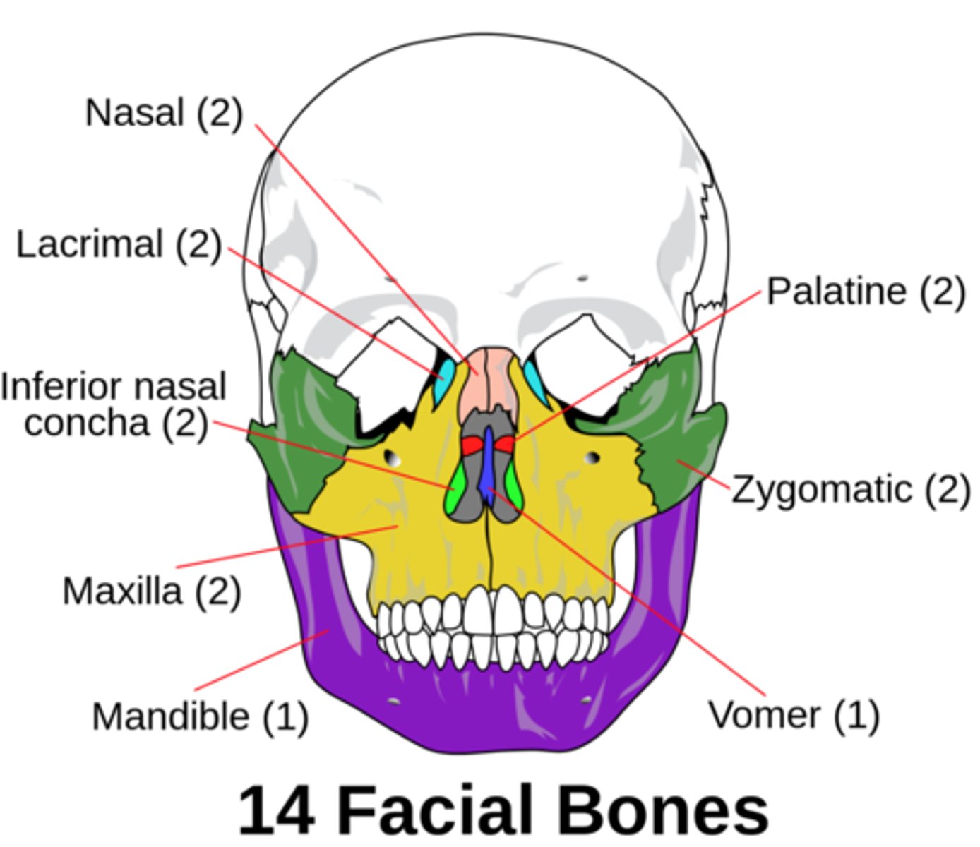 <p>mandible (jaw)</p><p>vomer</p>