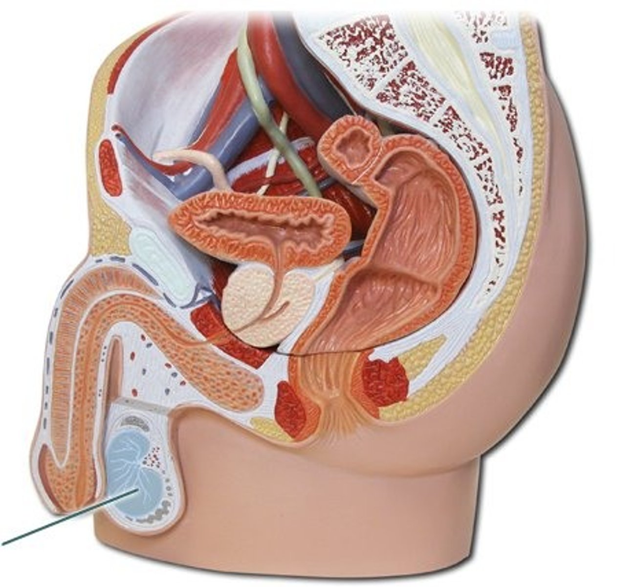 <p>Oval organs that lie in the scrotum, responsible for making testosterone and generating sperm</p><p>- Full of interstitial cells that make testosterone</p><p>- Full of seminiferous tubules where sperm are made and "nursed" by sertoli cells</p>