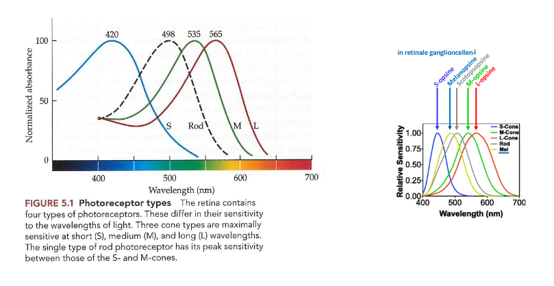 <ul><li><p>rhodopsine</p><ul><li><p>in staafjes</p></li><li><p>voornamelijk geconcentreerd in stapel membraanschijven in buitenste segment</p></li></ul></li><li><p>elk kegeltje → 1 van de andere 3 pigmenten</p><ul><li><p>reageren elk alleen op lange, middellange of korte golflengten</p></li></ul></li></ul><p></p>