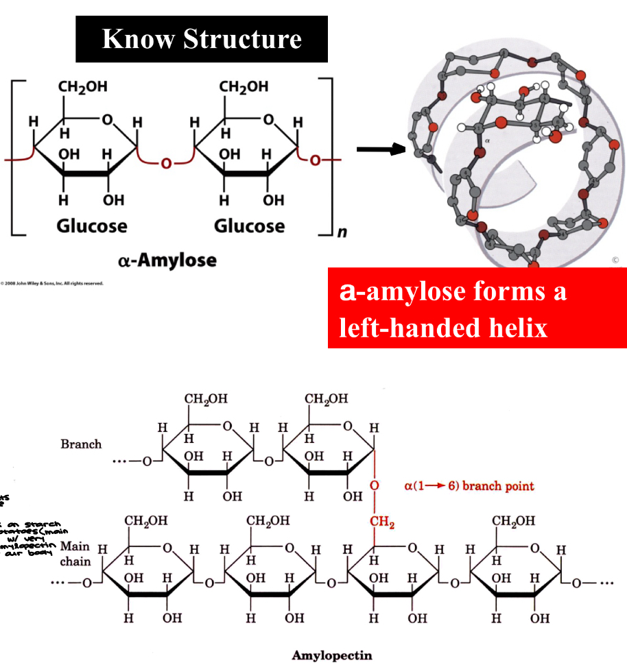 <ul><li><p>Starch- storage polysaccharide in plants with mixture of a-amylose and amylopectin&nbsp;</p><ul><li><p>starch is a combination of these 2 polymers</p></li><li><p>in both cases, we have glucose linked with a a-1,4 glycosidic bonds&nbsp;</p></li></ul></li><li><p>a-amylose is a linear polymer of a (1 → 4) linkages&nbsp;</p><ul><li><p>Isomer of cellulose</p></li></ul></li><li><p>&nbsp;Amylopectin can contain 10^6 glucose molecules</p><ul><li><p>Consists mainly of a (1 → 4) linkages, but can form a branched molecule with a (1 → 6) linkages</p></li><li><p>people that work on starch prefer to grow potatoes (main source of starch) with very small amounts of amylopectin b/c it’s harder for our body to digest </p></li></ul></li></ul><p></p>