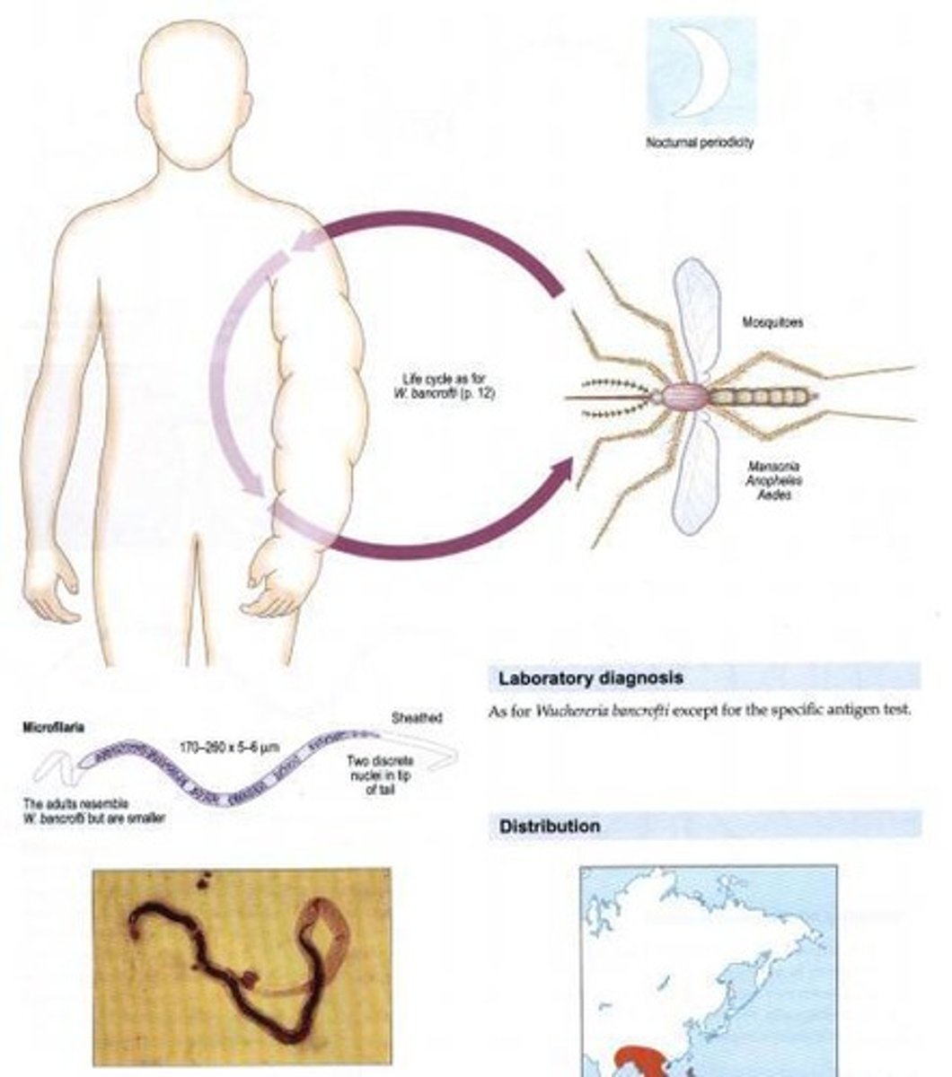 <p>Cyclops (water fleas).</p>