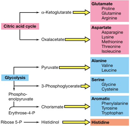 Carbon skeletons come from Krebs Cycle or Glycolysis

\
Ammonia comes from:


1. Dehydrogenase
2. Synthetase
3. Transaminase
4. Synthase