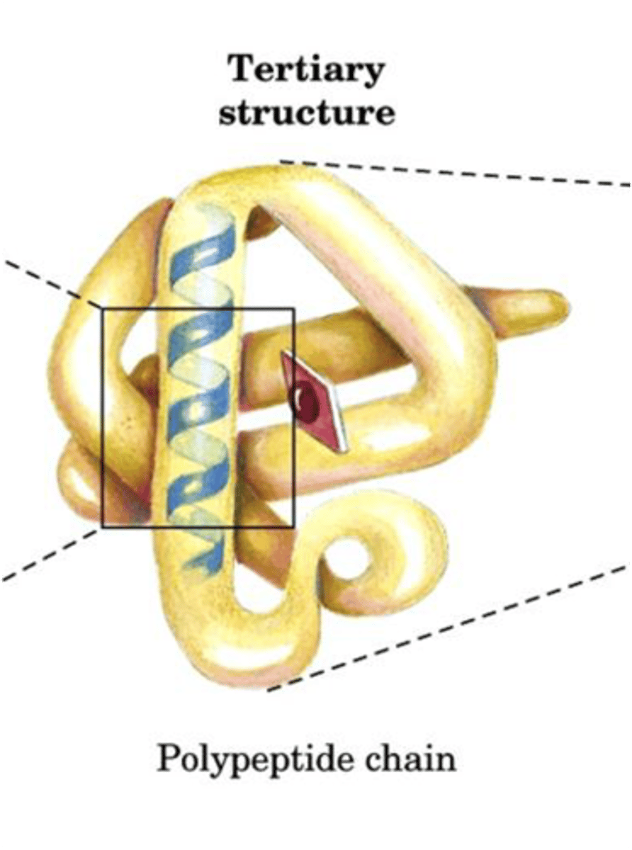 <p>Overall 3D shape of a single polypeptide.</p>