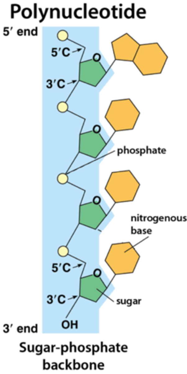 <p>Makes a continuous chain of covalently bonded atoms in each strand of nucleotide, forms a strong "backbone"</p>