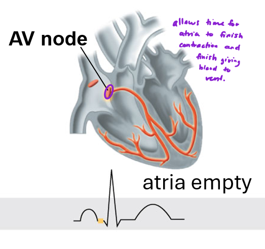 <p>What happens at the first flat line of the ECG</p>
